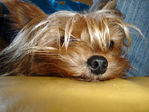 dsc00710.jpg