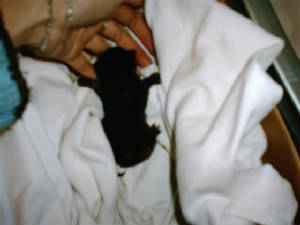 kitten3.jpg